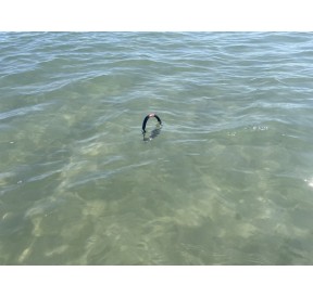 H2O Sensations H2O Sensations Floating Sunglasses Retainers H2O00780